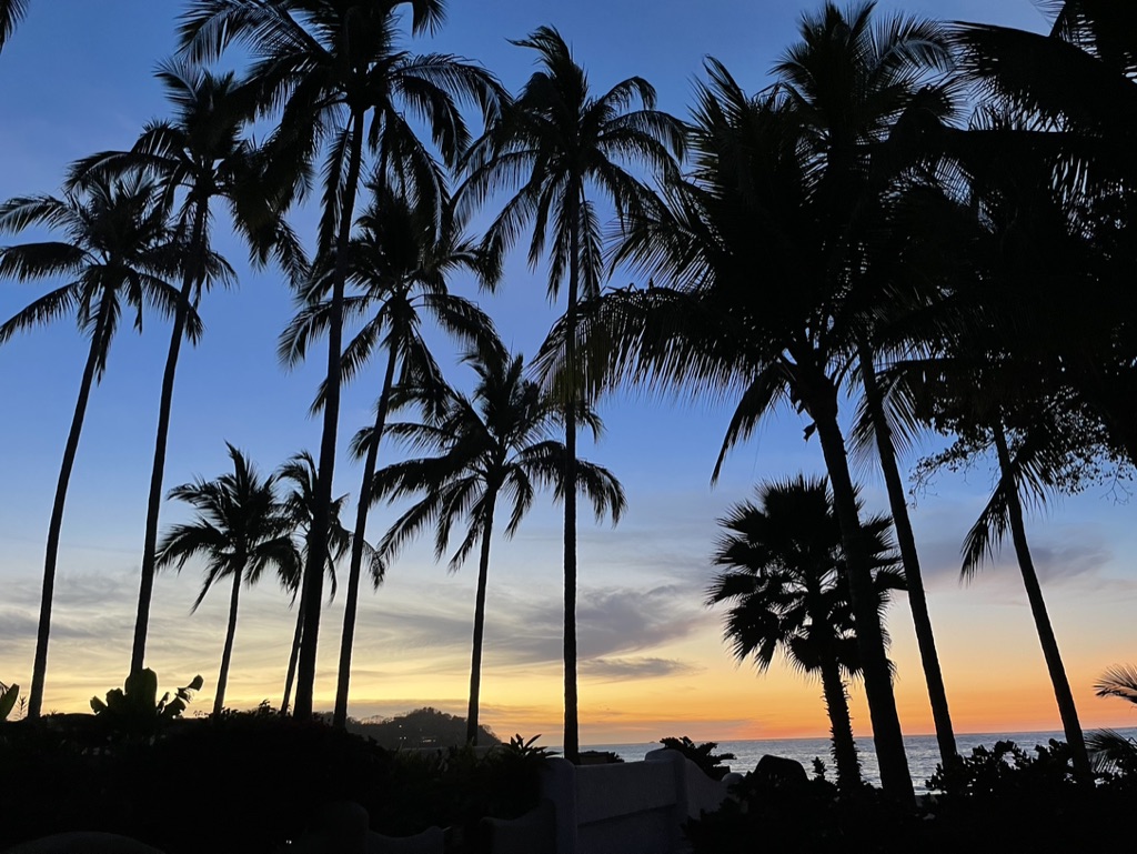 Palm trees silhouetted at sunset